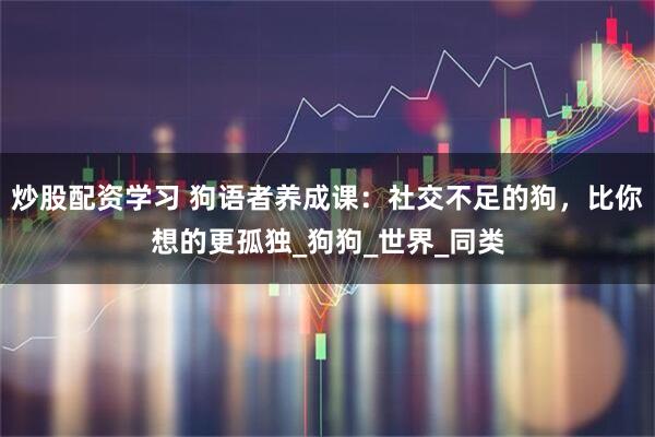 炒股配资学习 狗语者养成课：社交不足的狗，比你想的更孤独_狗狗_世界_同类