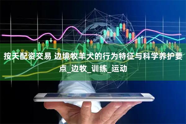 按天配资交易 边境牧羊犬的行为特征与科学养护要点_边牧_训练_运动